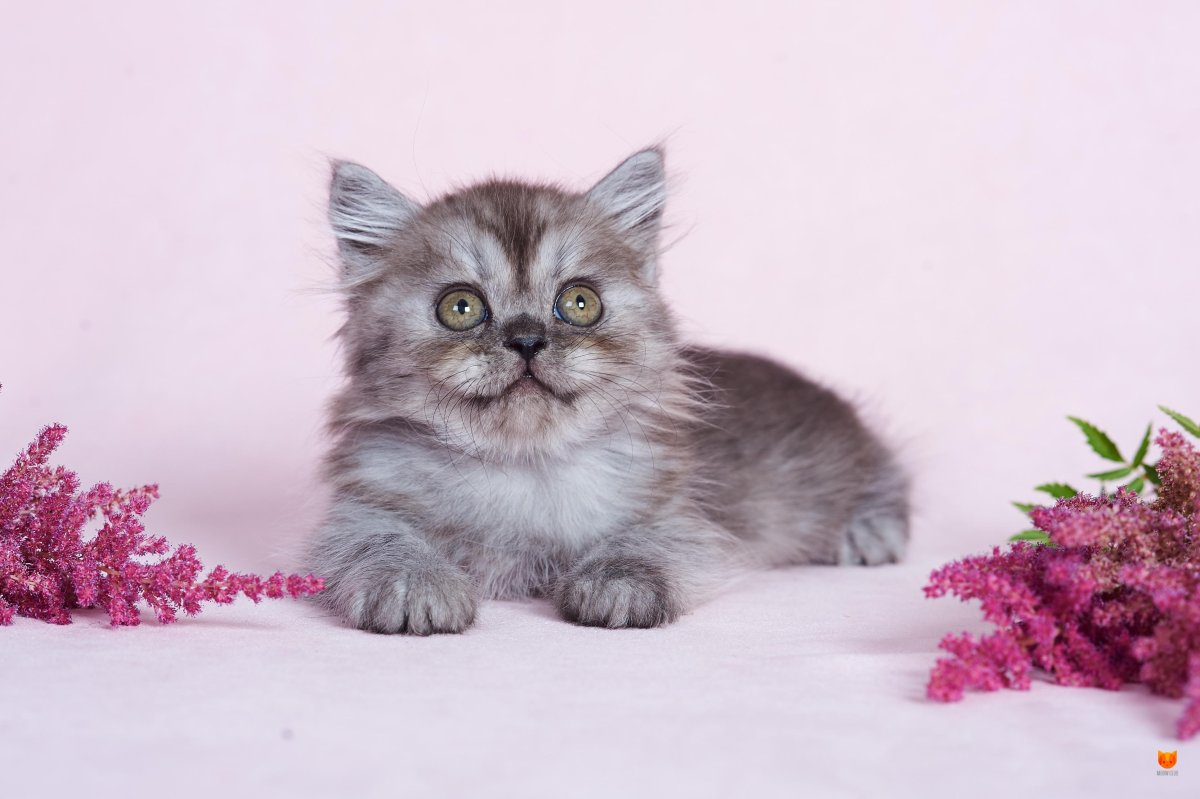 Шотландские котята хайленд страйт