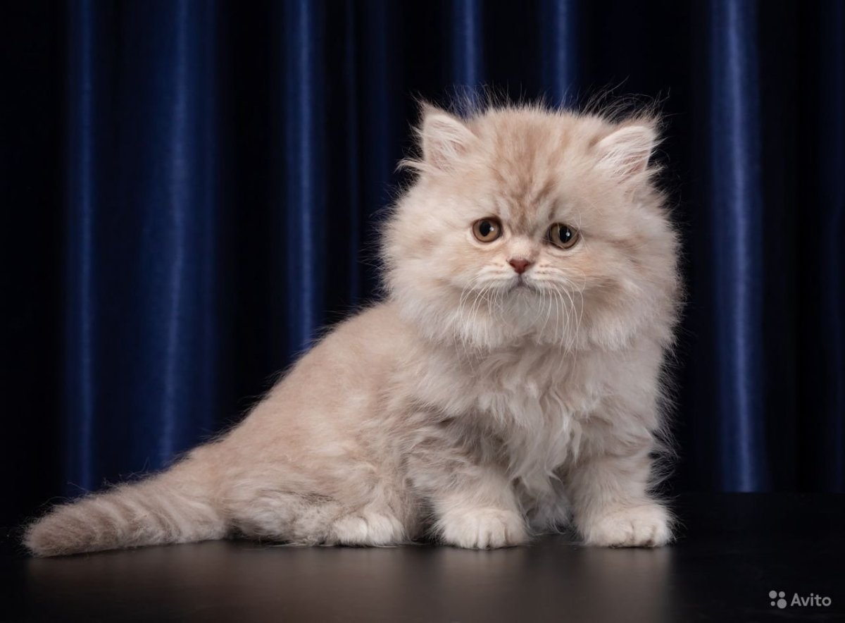 Шотландские котята хайленд страйт