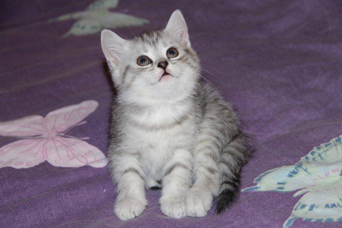 Шотландская кошка пушистая прямоухая