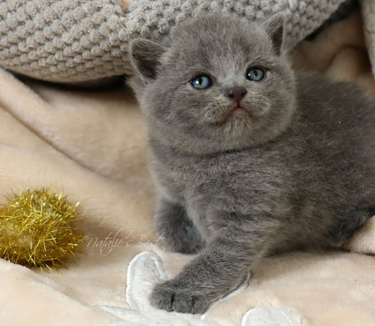 Голубой Солид Шотландская кошка