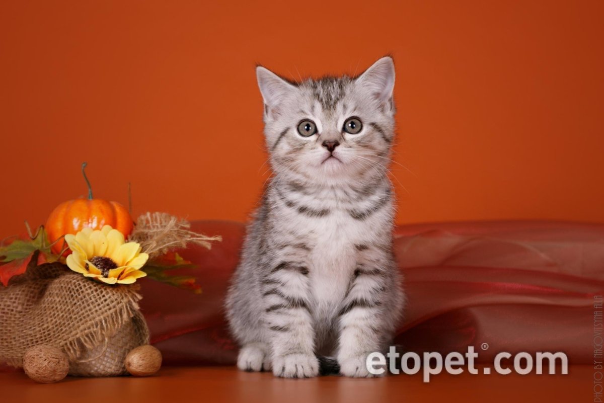 Шотландская вислоухая кошка циннамон