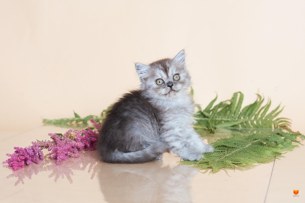 Сибирский хайленд страйт