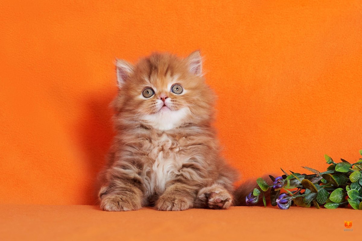 Шотландская прямоухая длинношерстная кошка хайленд-страйт