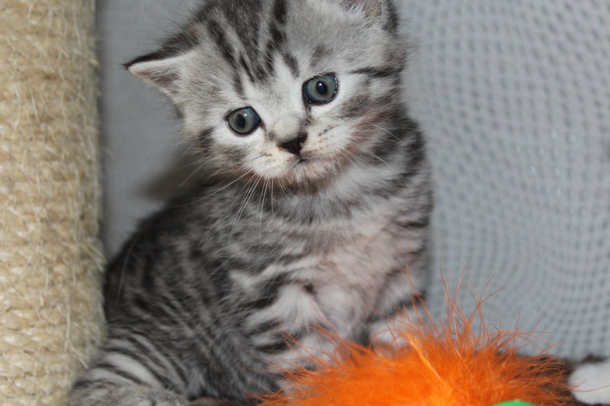 Шотландские котята прямоухие