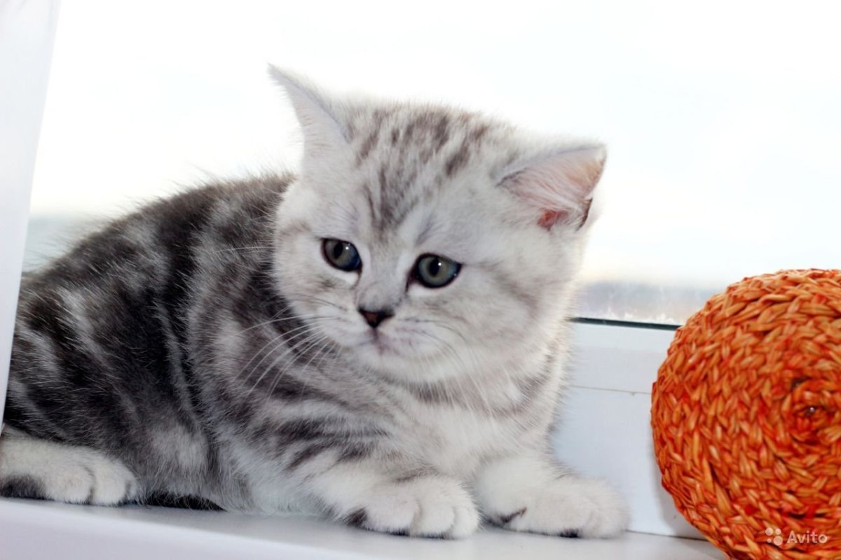 Скоттиш страйт серый котенок