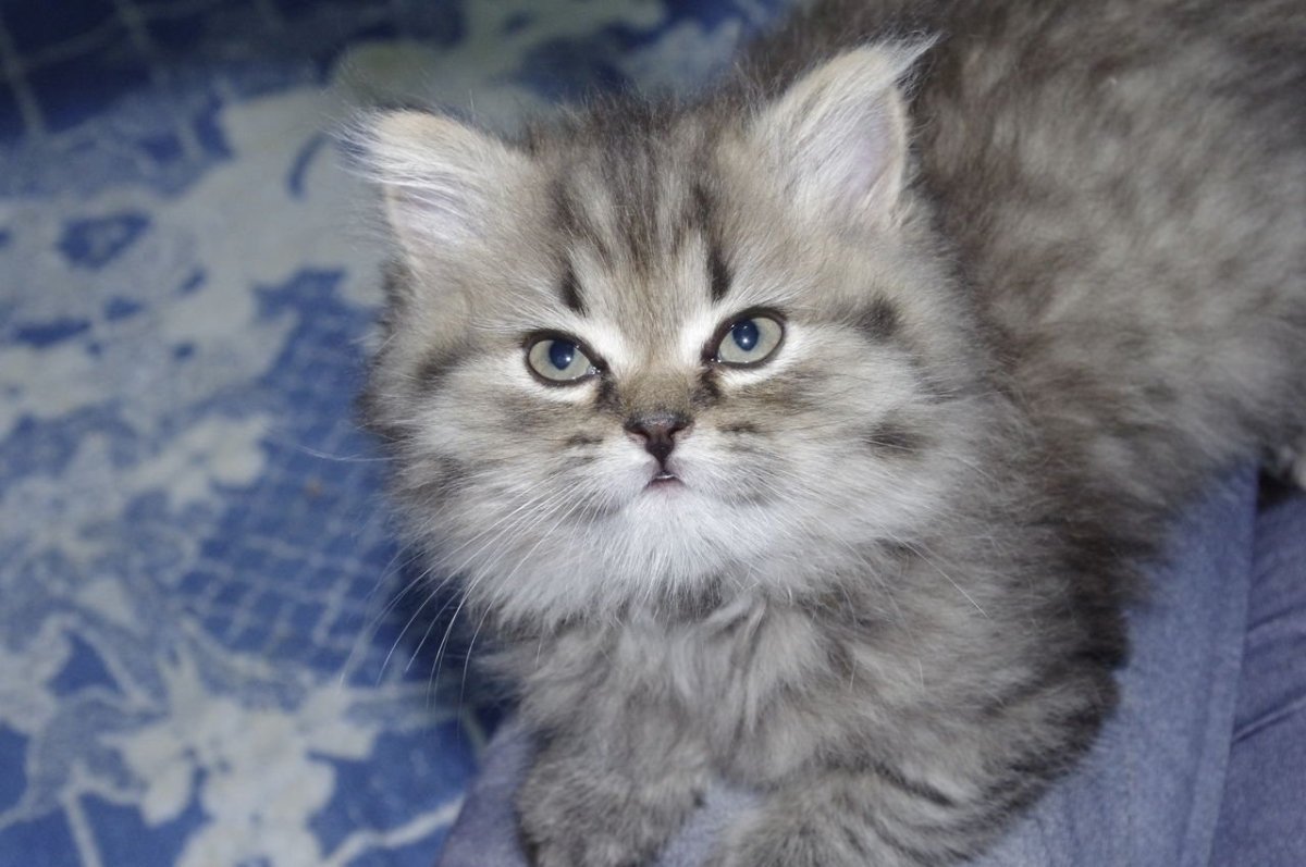 Скоттиш хайленд страйт