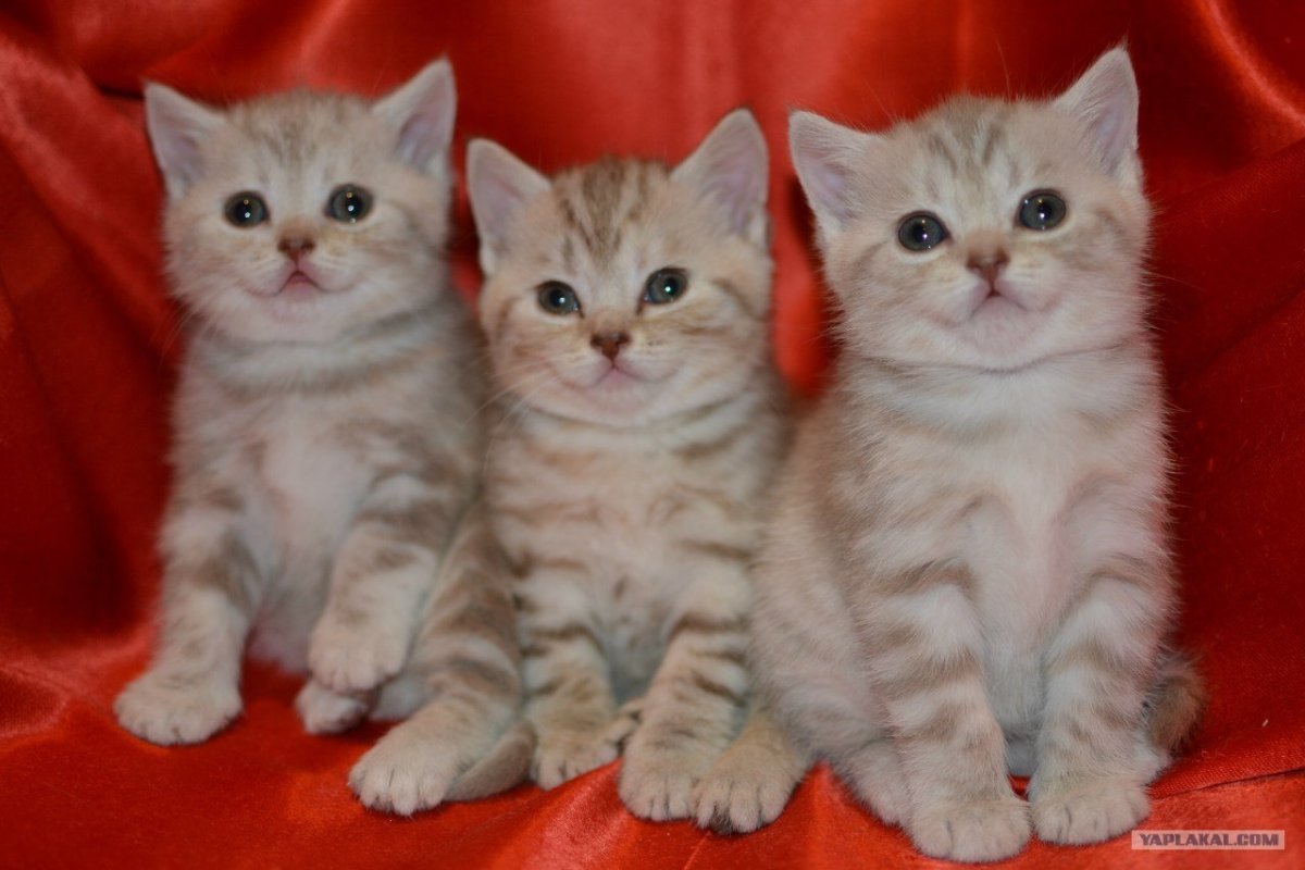 Британская кошка хайленд