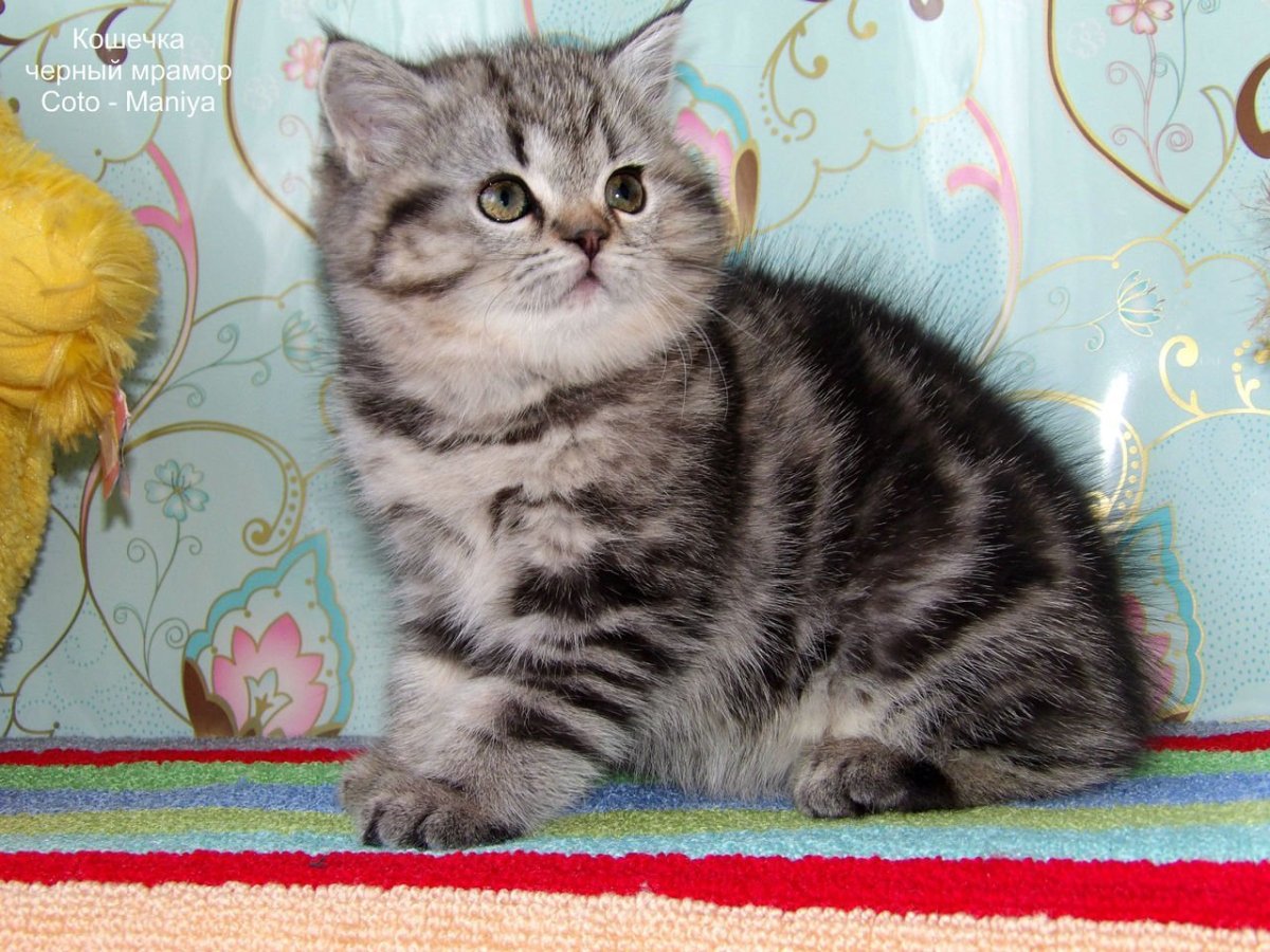 Шотландская кошка скоттиш страйт серая