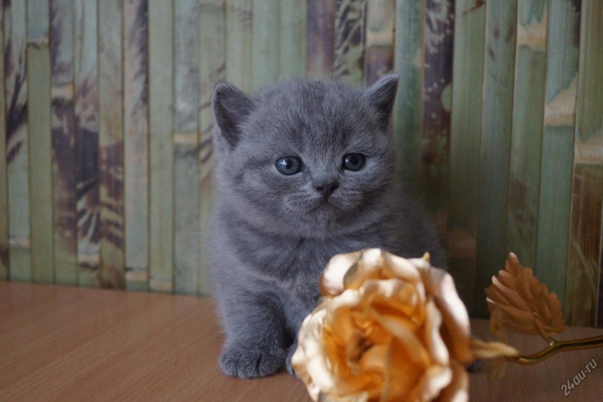 Котята Шотландские прямоухие серые вискас