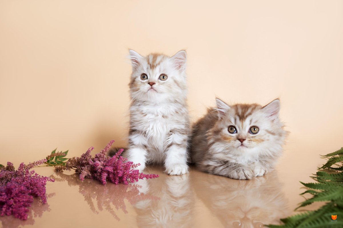 Кот хайленд страйт