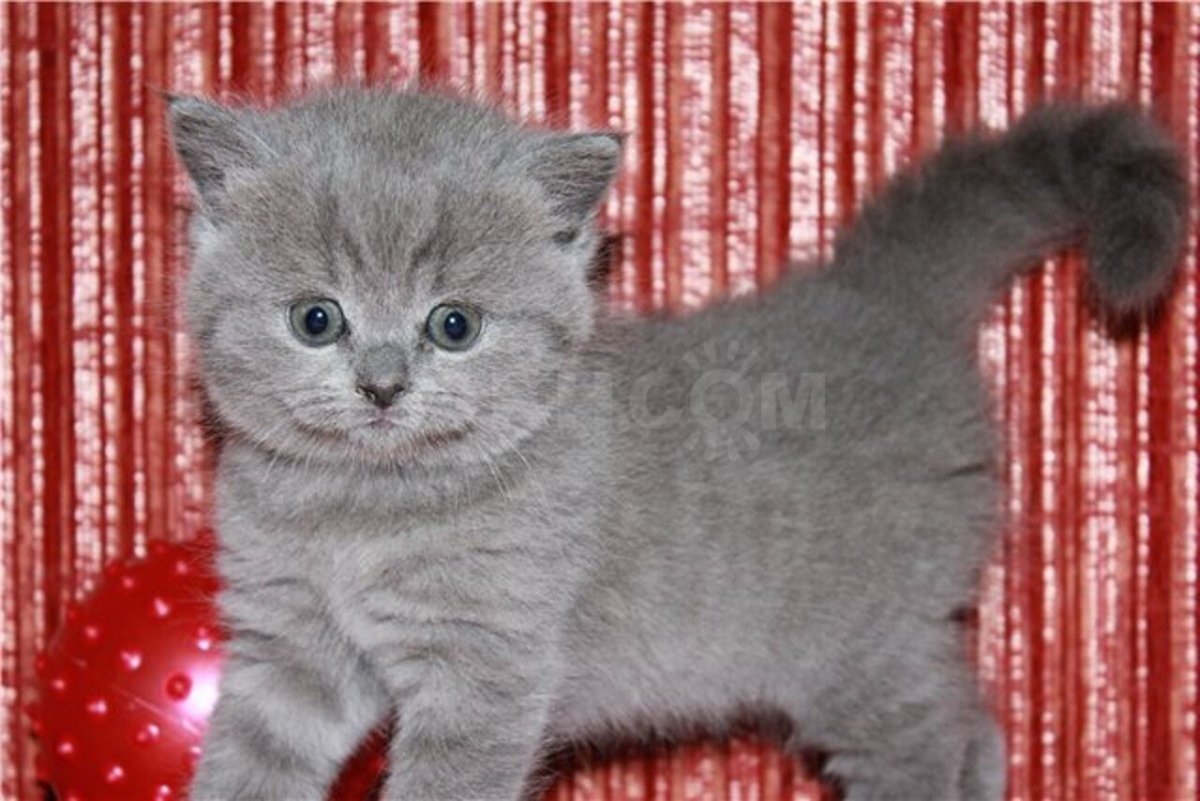 Шотландские котята скоттиш страйт