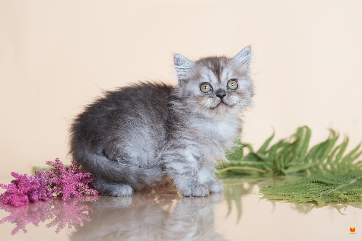 Шотландская прямоухая хайленд страйт