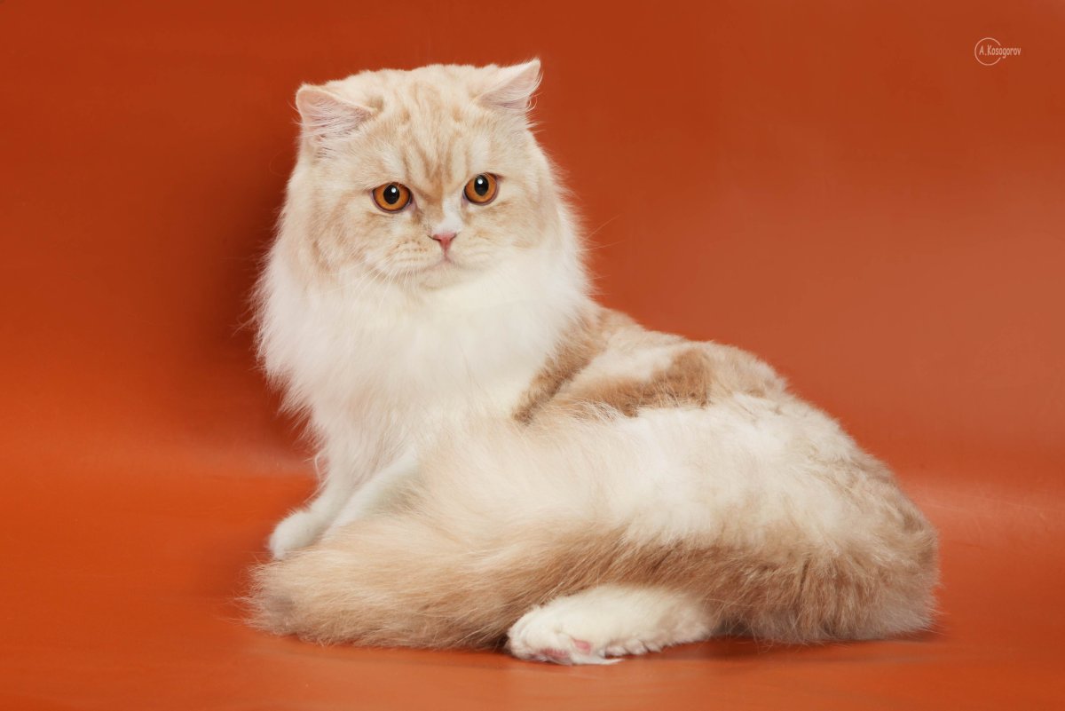 Шотландский страйт серебристый табби