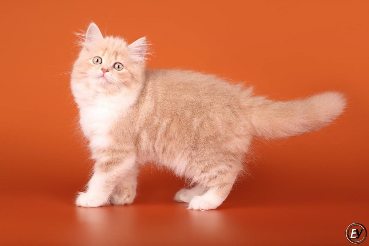 Шотландские котята хайленд страйт