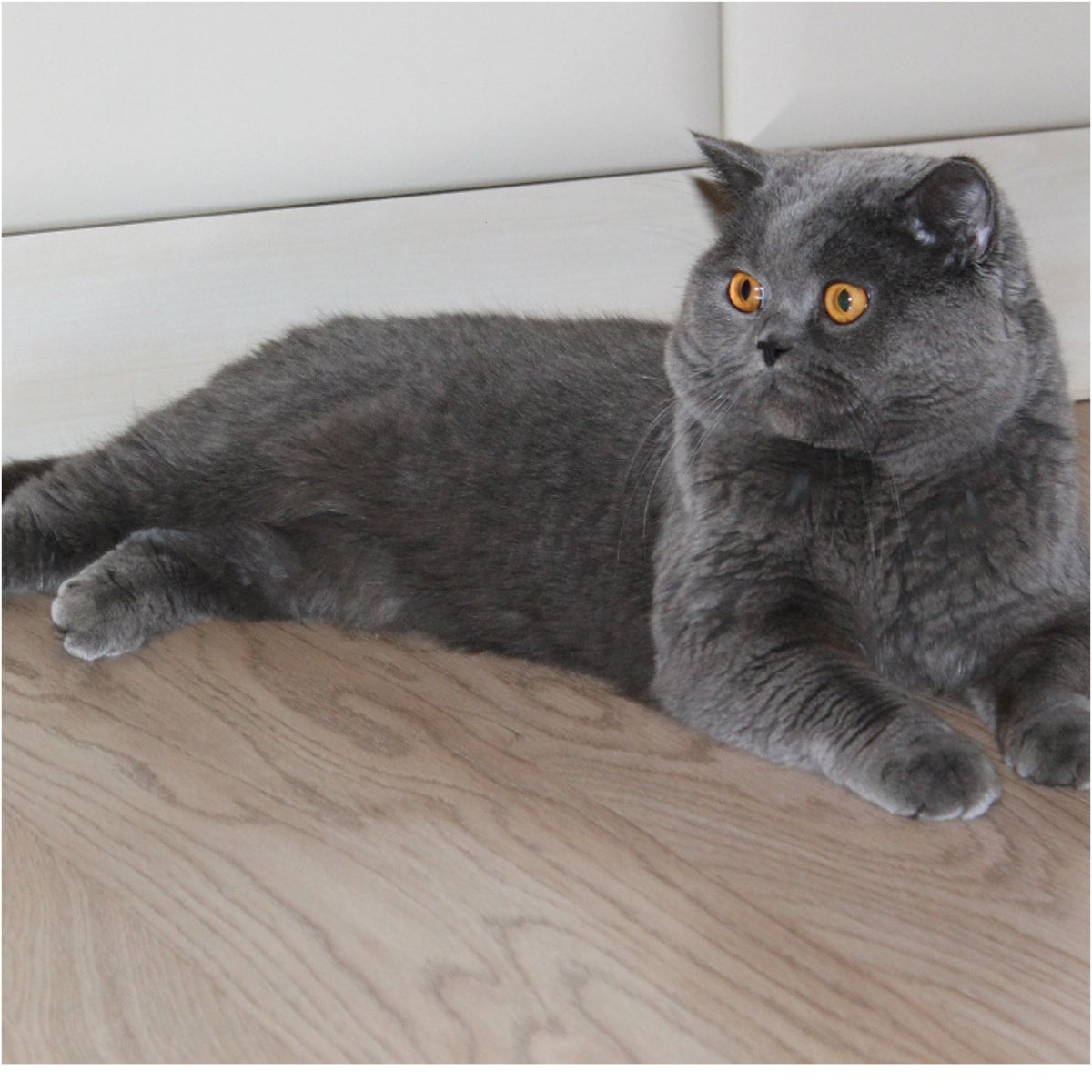 Британская шиншилла затушеванная