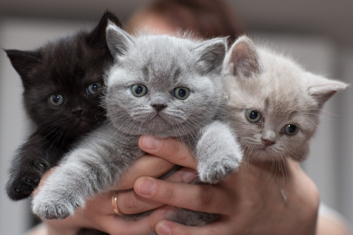 Шотландский страйт серый