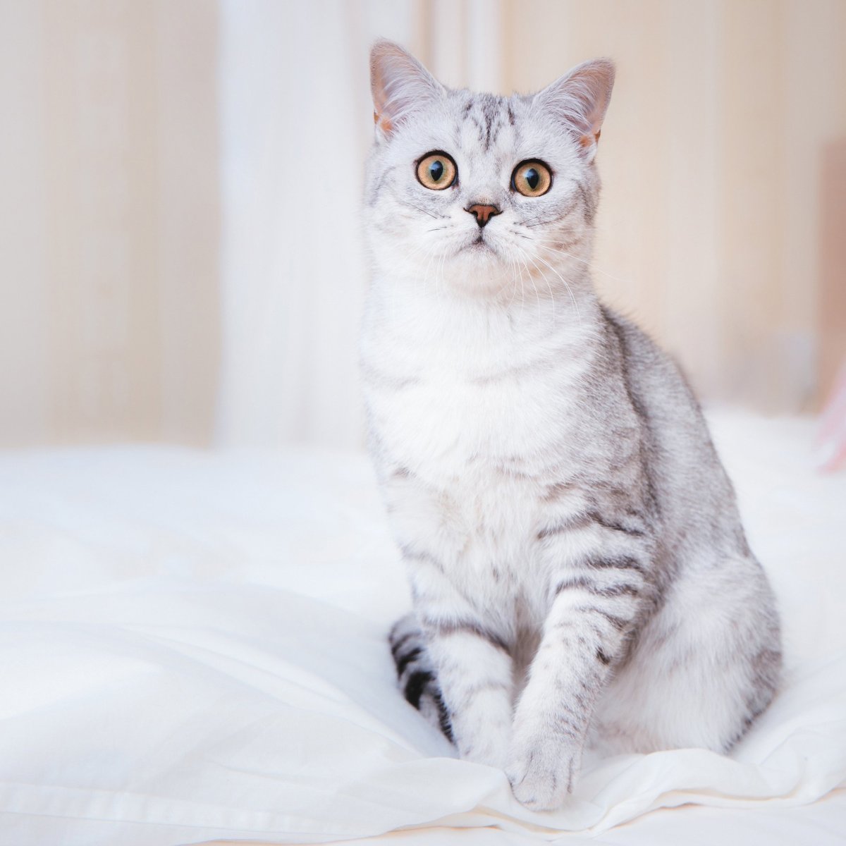 Шотландская короткошерстная п