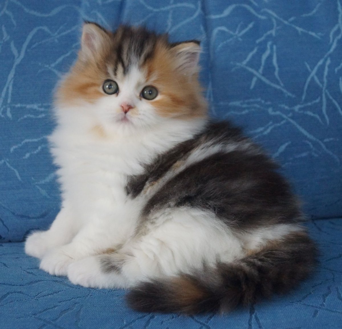 Шотландский скоттиш страйт котенок вискас