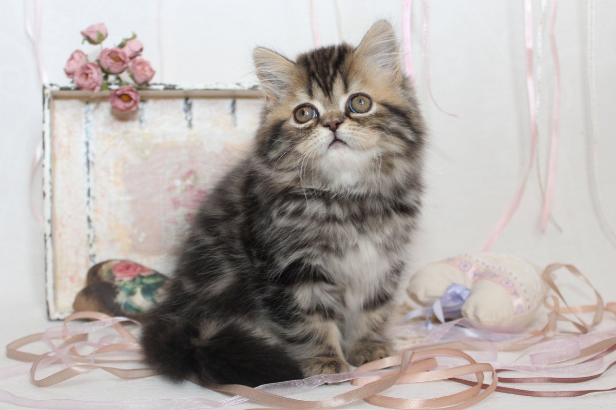 Шотландская кошка хайленд страйт