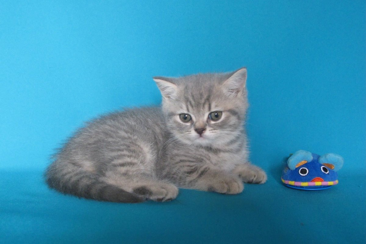 Шотландская короткошерстная страйт