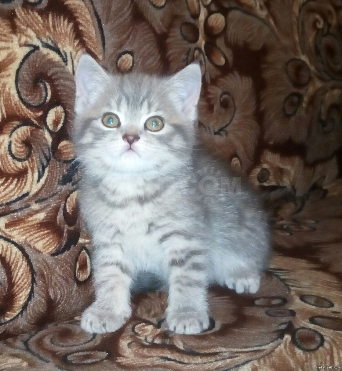 Шотландская прямоухая короткошерстная