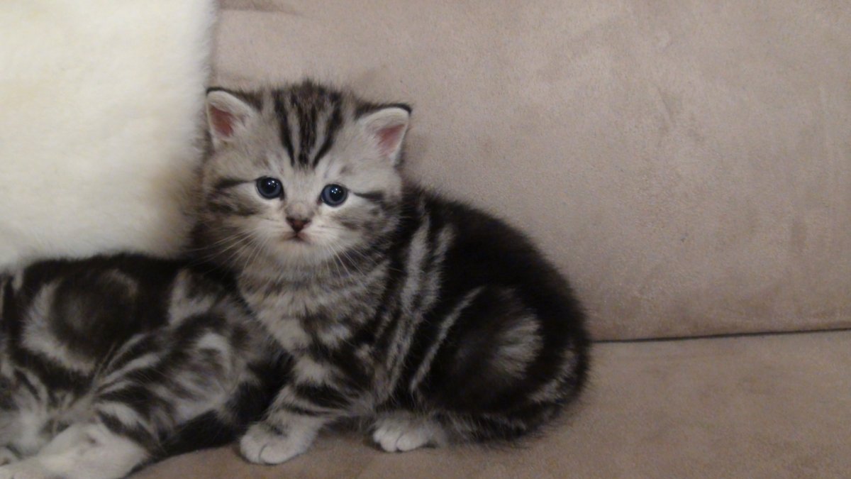 Дымчатый котенок британец