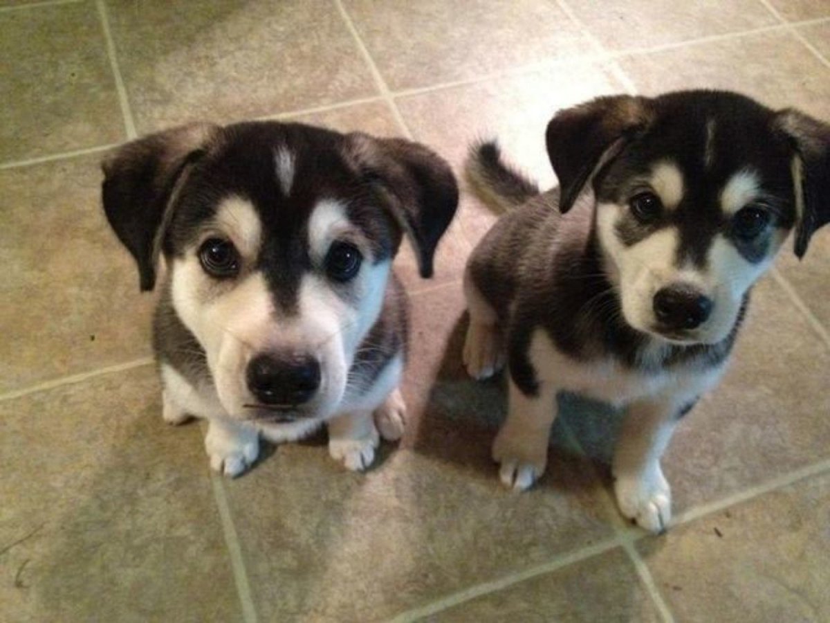 Помесь хаски и лабрадора