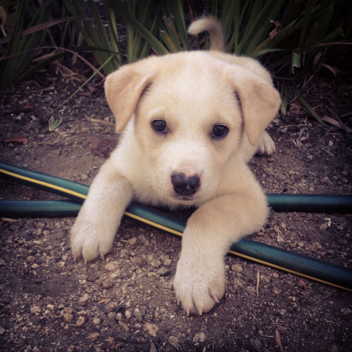 Метис ретривера и хаски