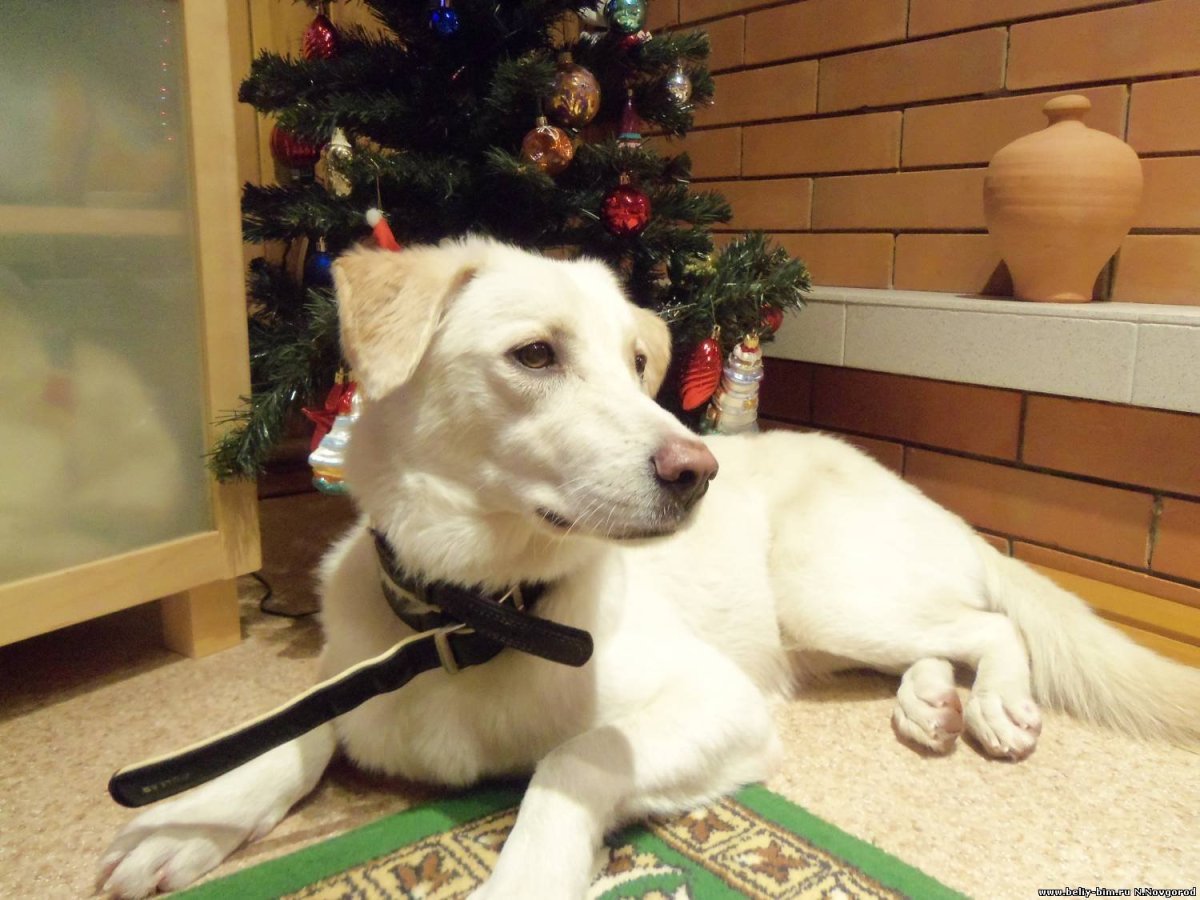 Метис золотистого ретривера