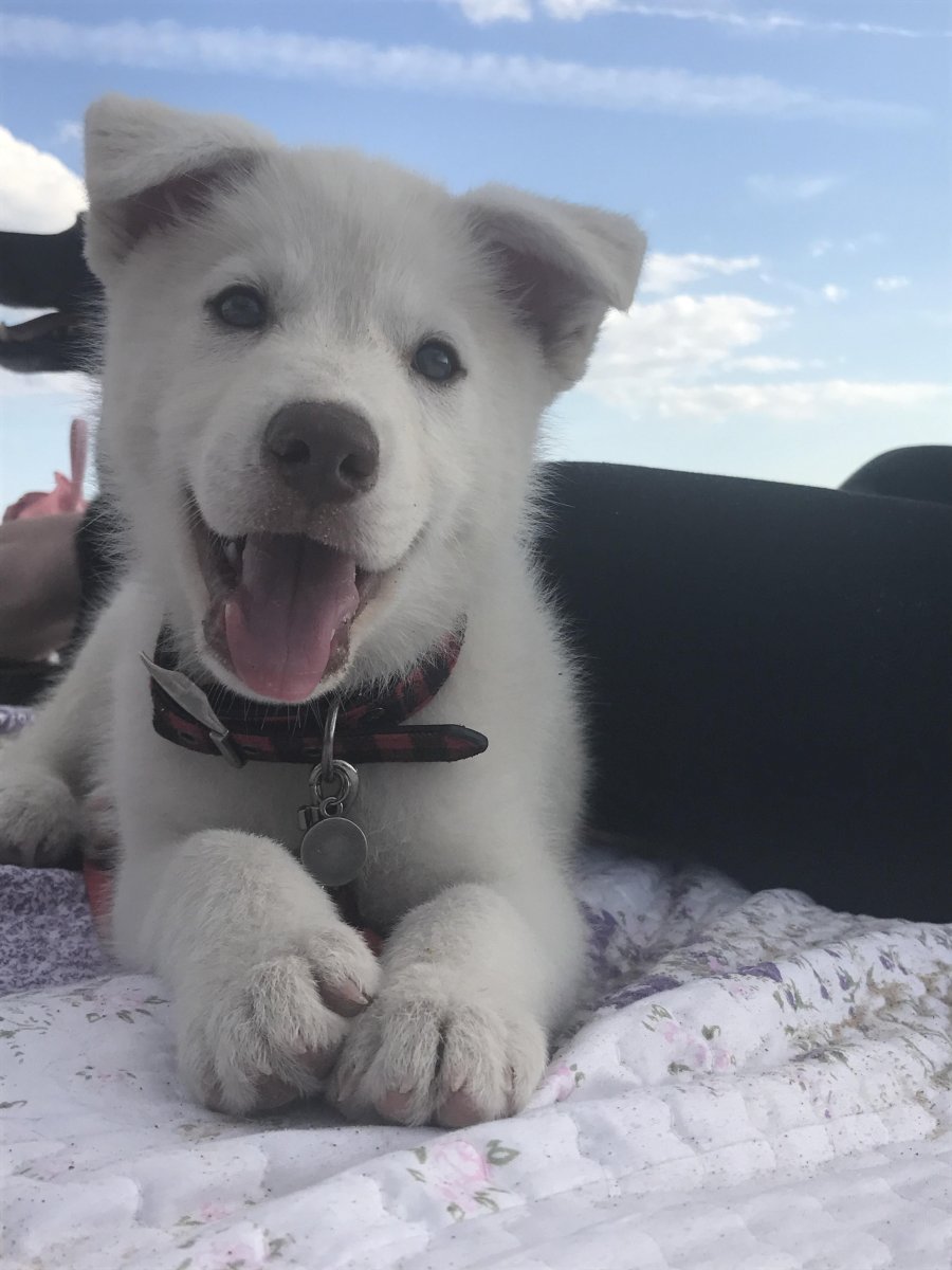 Хаски + золотой ретривер