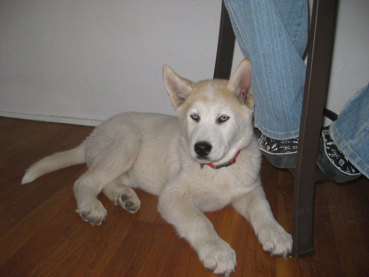 Метис лабрадора и ретривера