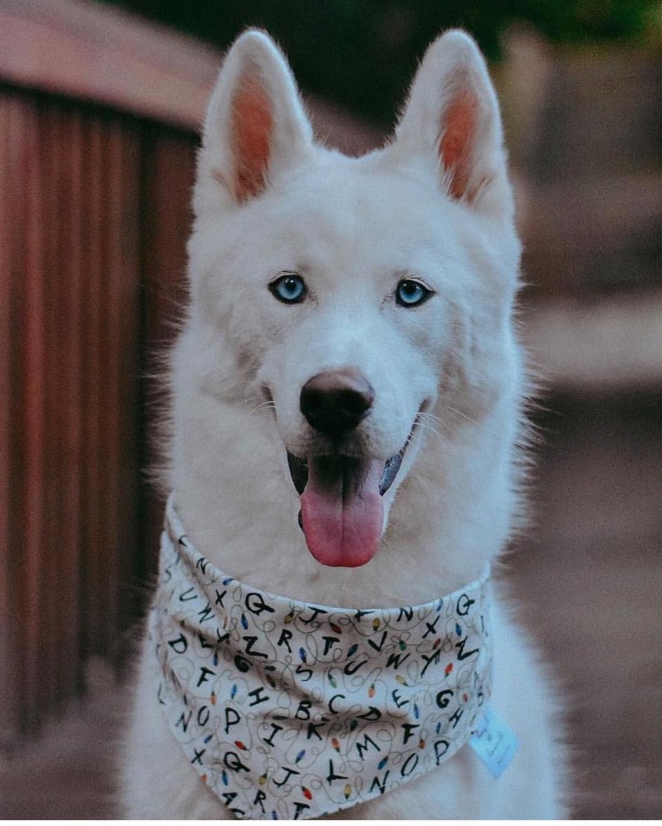 Метис ретривера и хаски белый