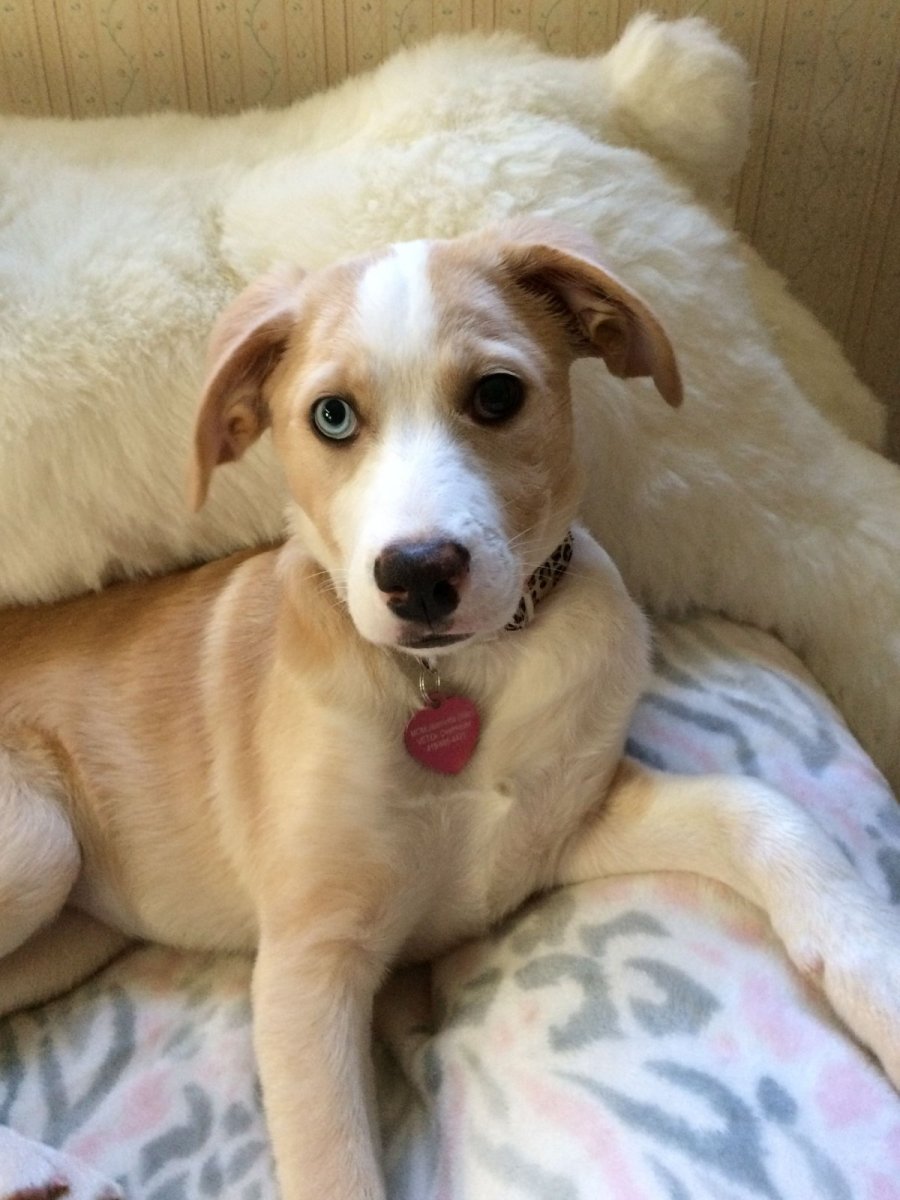 Метис лабрадора и хаски