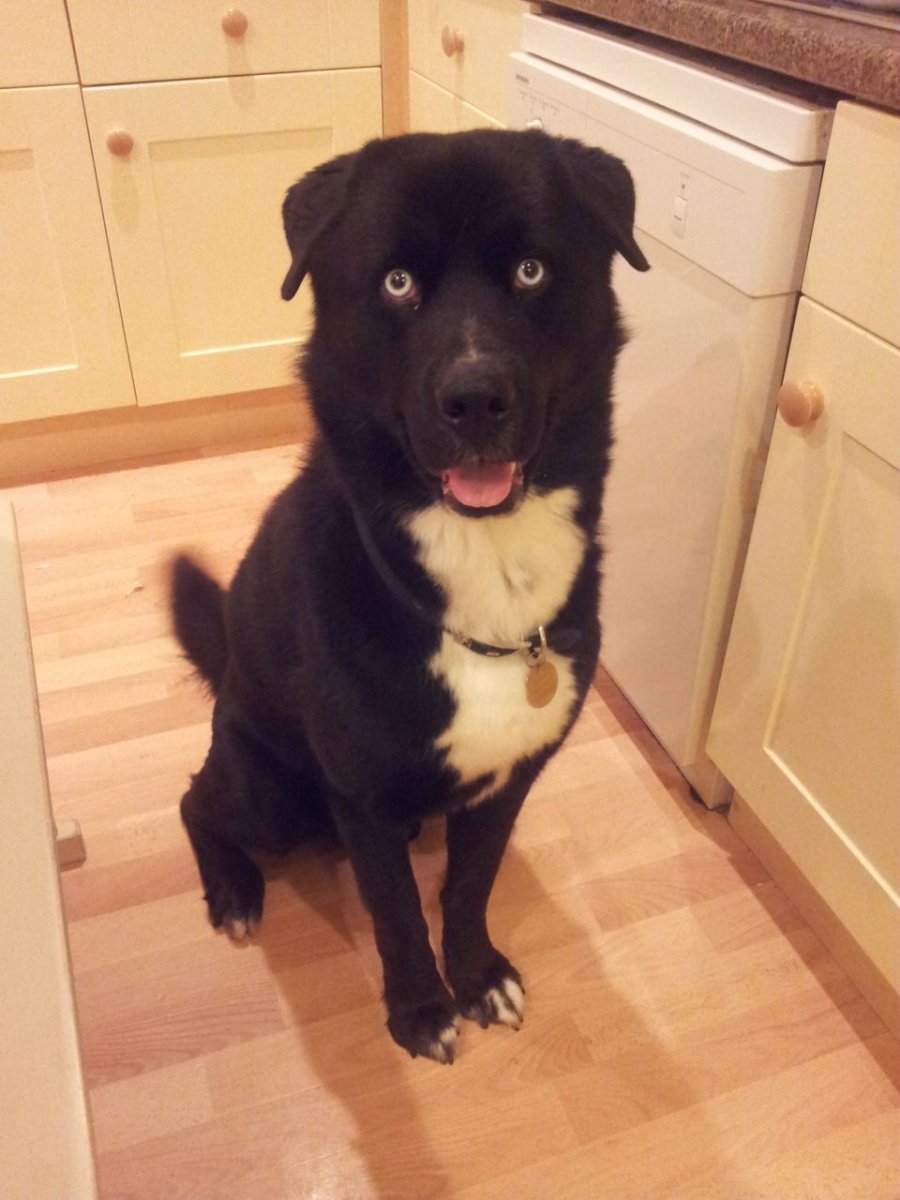 Питбуль хаски метис