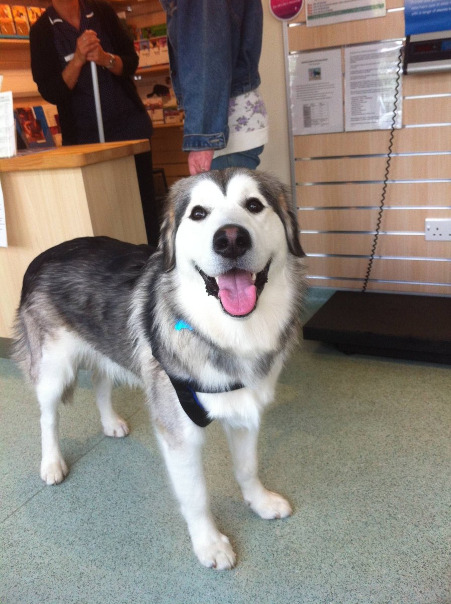 Метис хаски и черного лабрадора