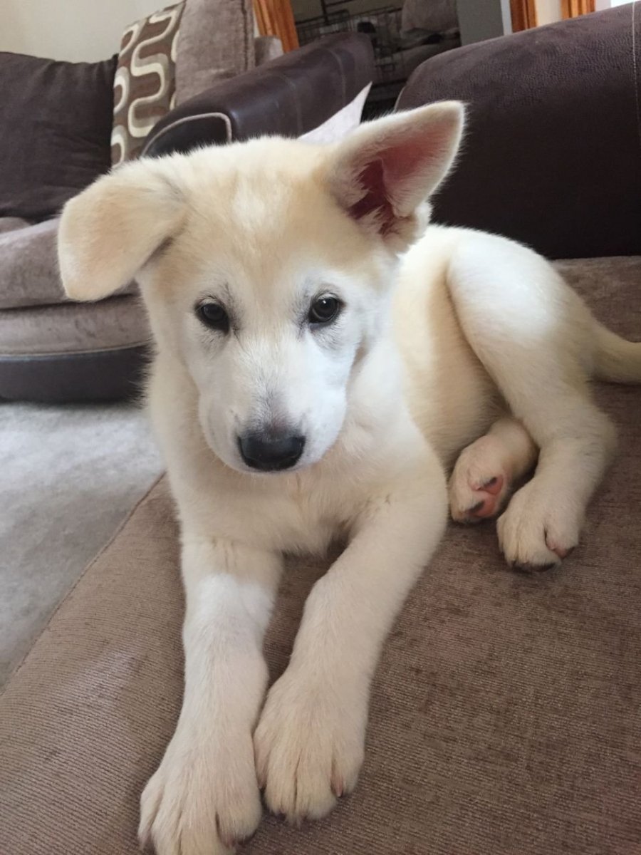 Метис лабрадора и хаски щенки