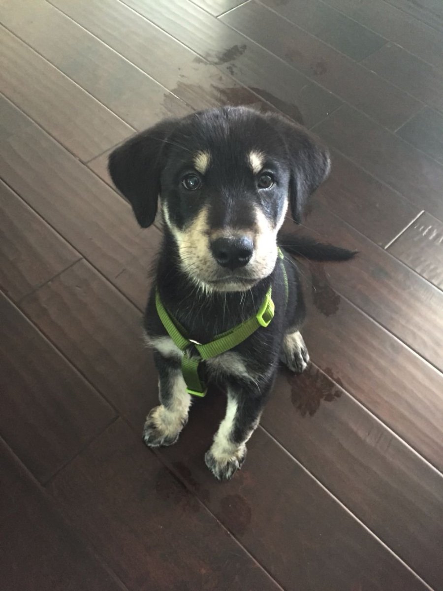 Помесь хаски и лабрадора