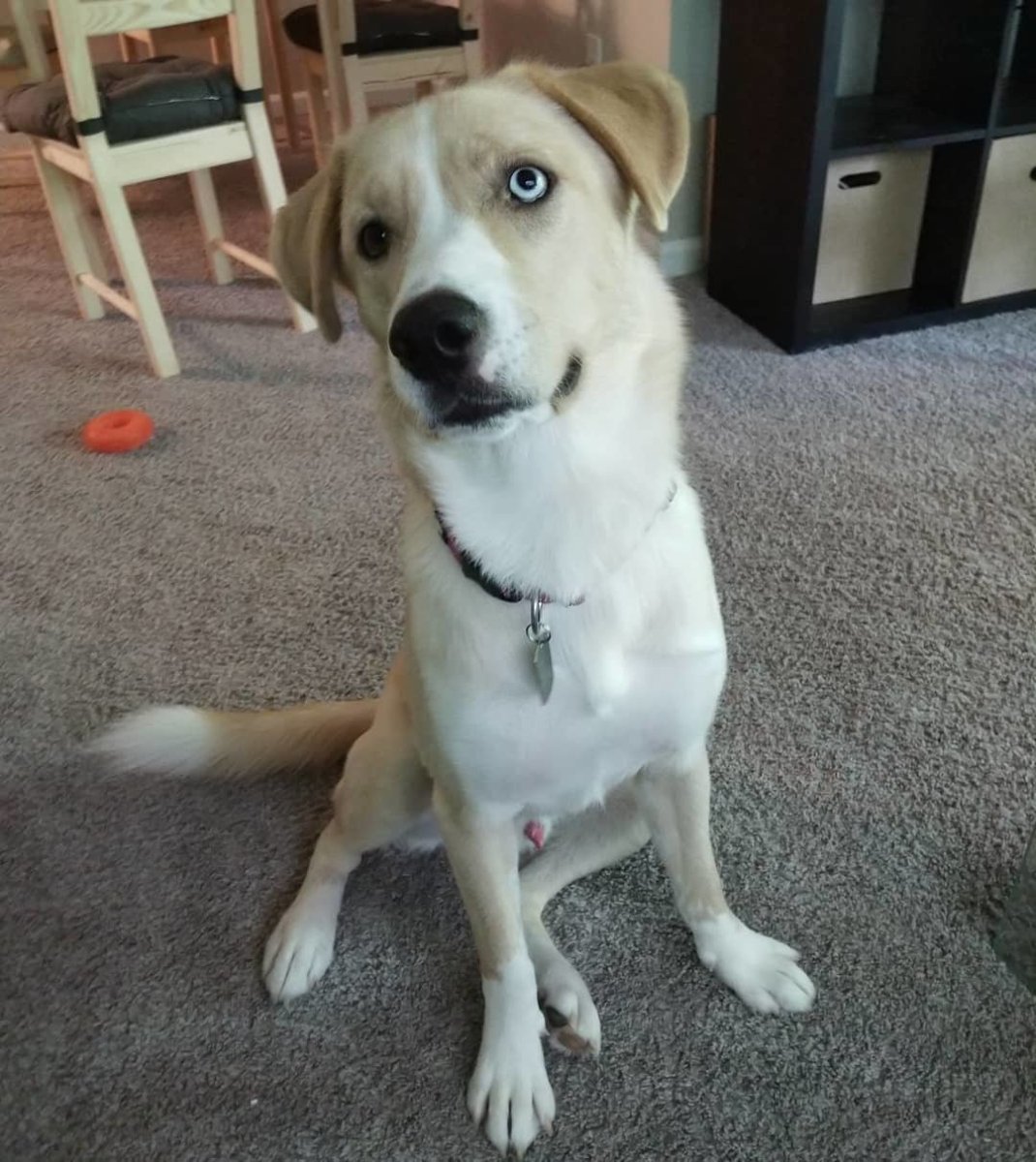 Метис лабрадора и хаски