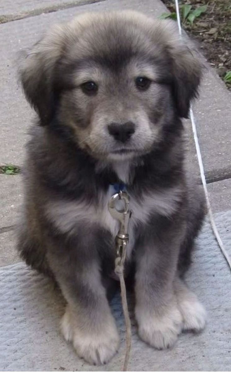 Лабрадор и хаски