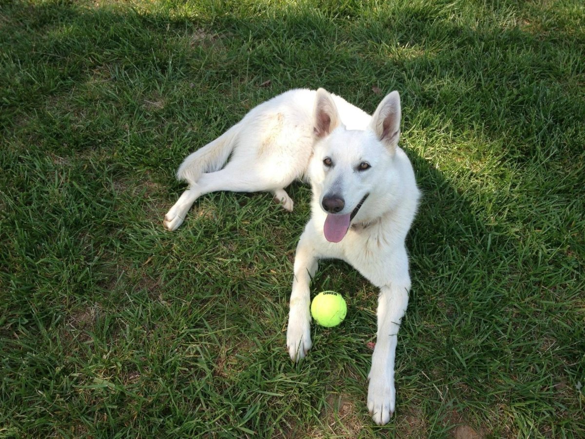 Хаски vs лабрадор