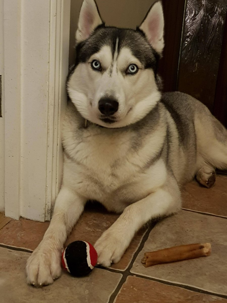 Метис лабрадора и хаски