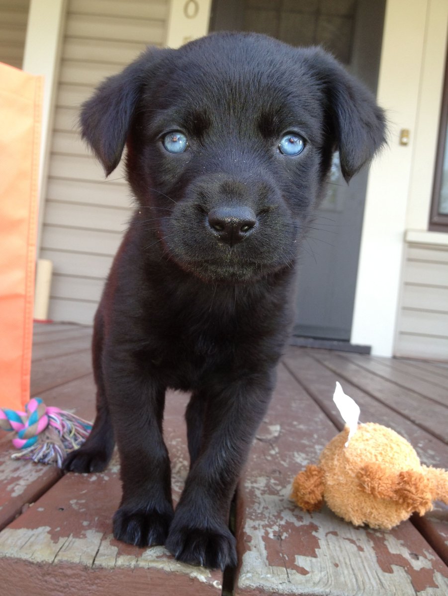 Лабрадор и хаски