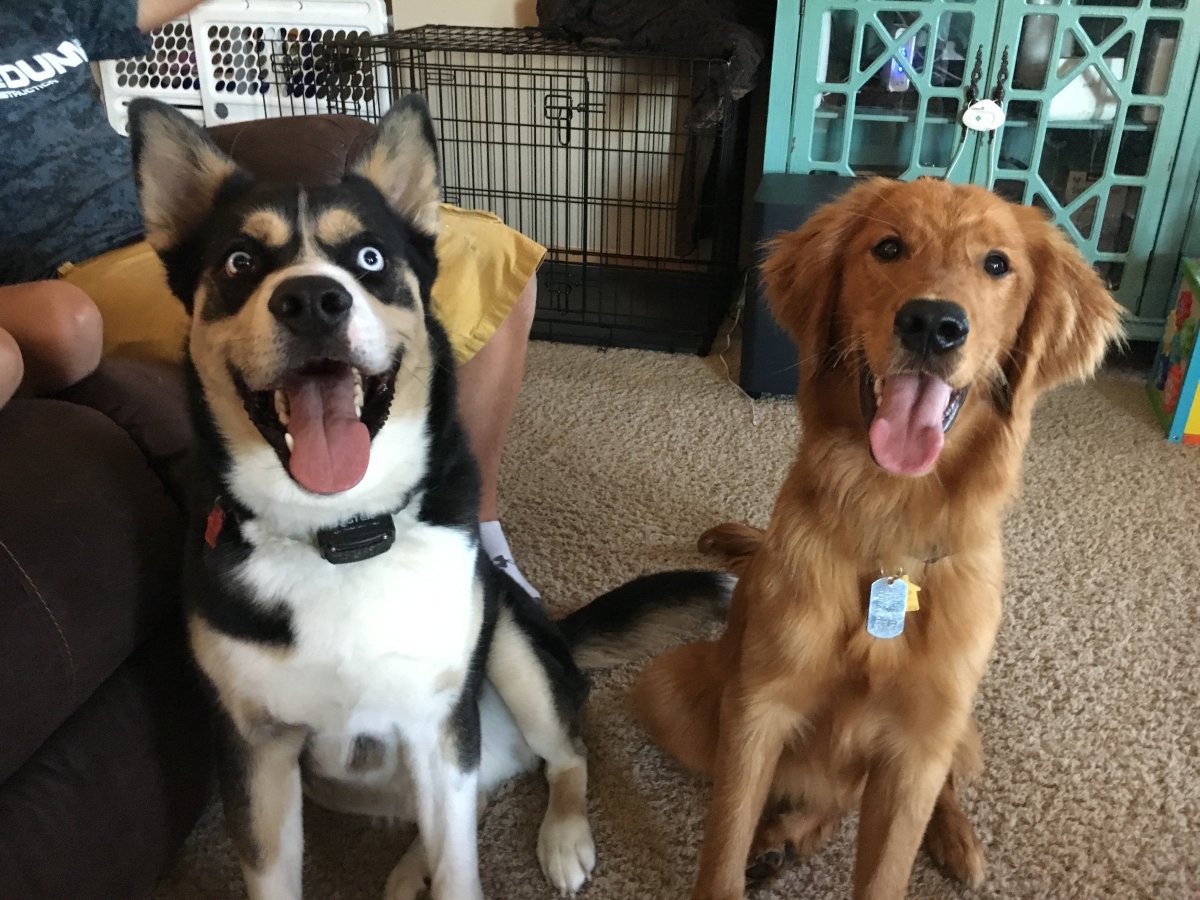 Метис хаски и золотистого ретривера