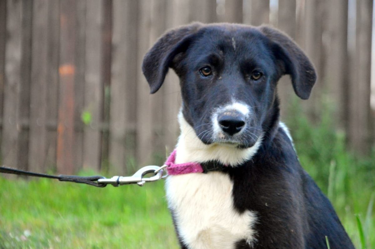 Метисы собак золотистый ретривер