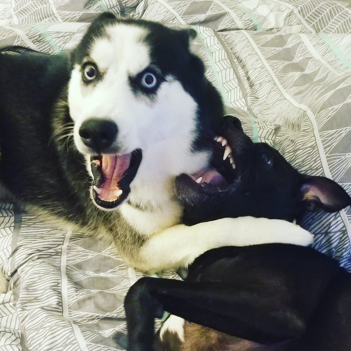 Метис лабрадора и хаски