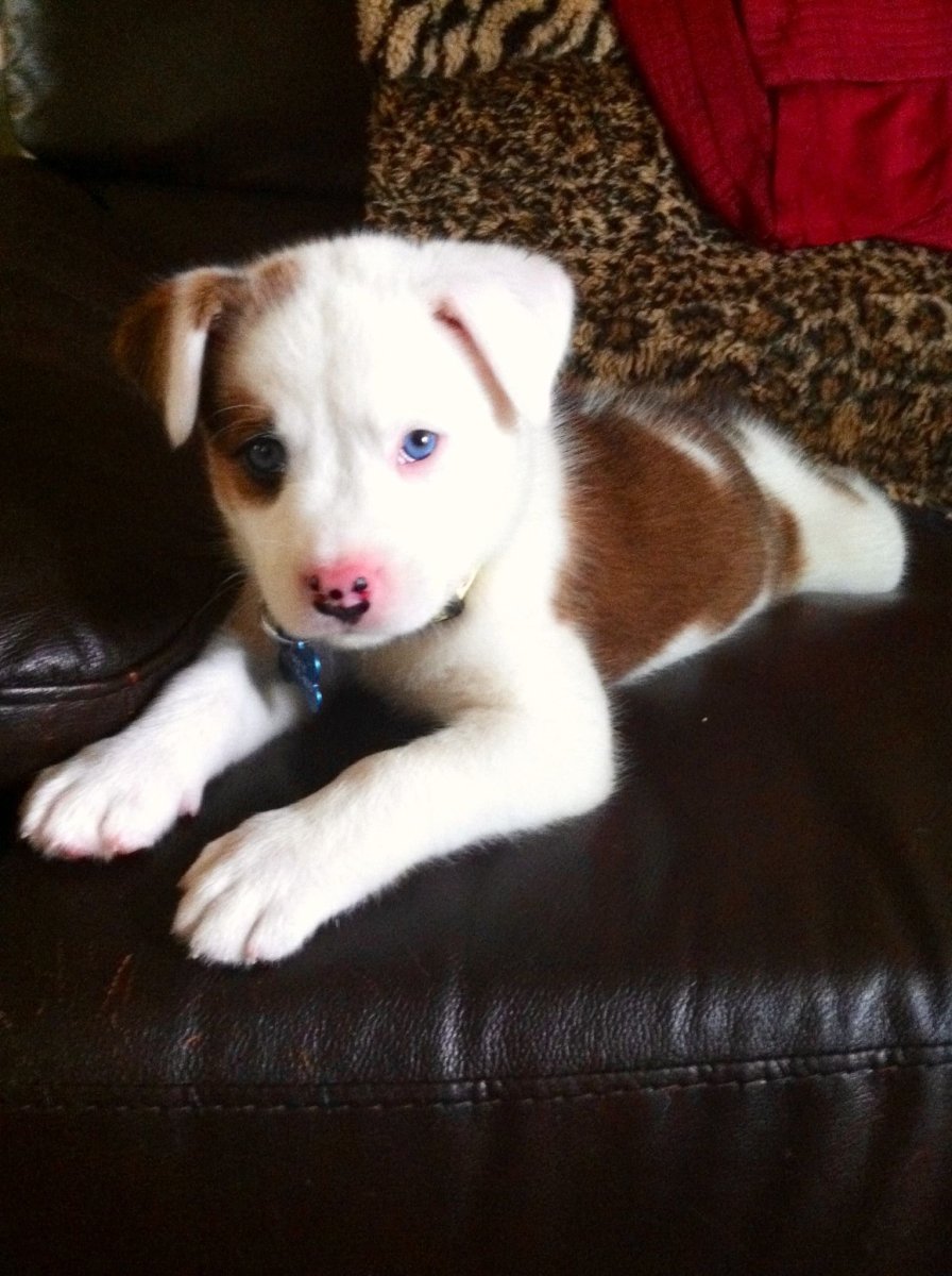 Метис золотистого ретривера