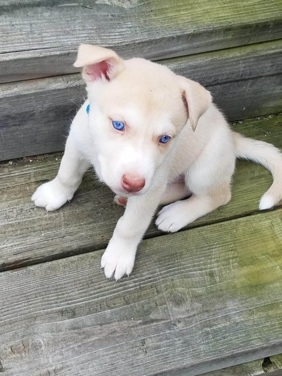 Смесь лабрадора и хаски