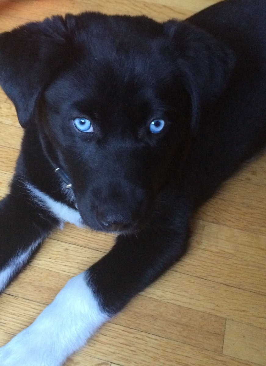 Питбуль черный щенок метис