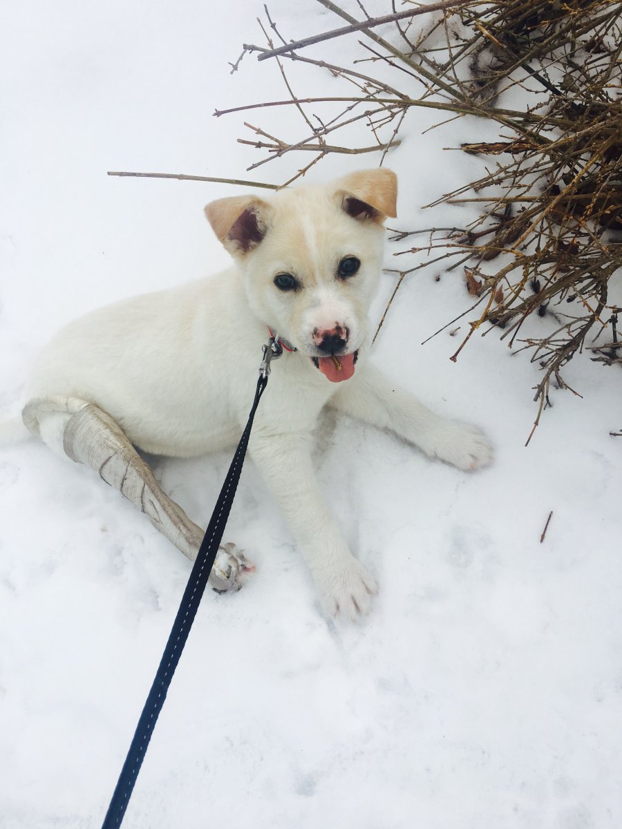 Метис корги и лабрадора