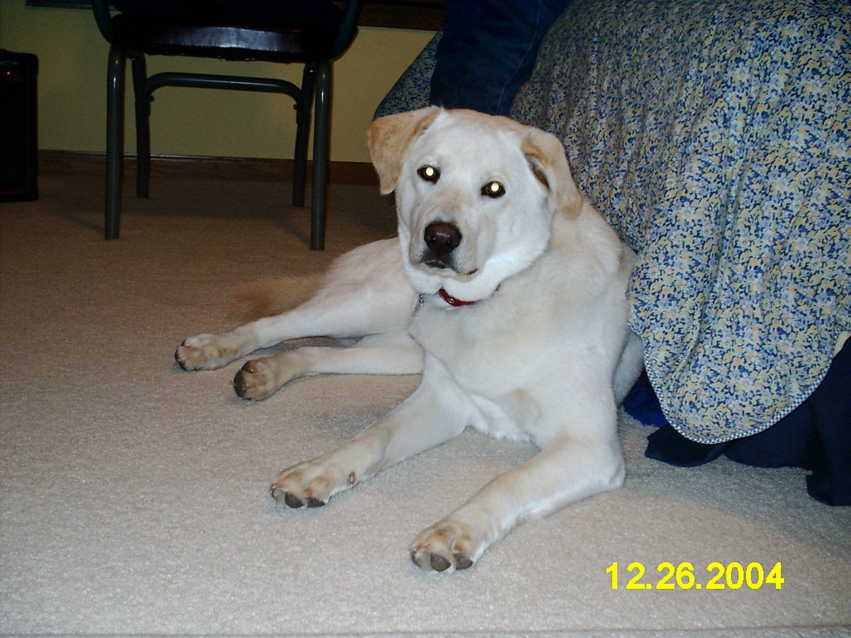 Метис лабрадора и хаски